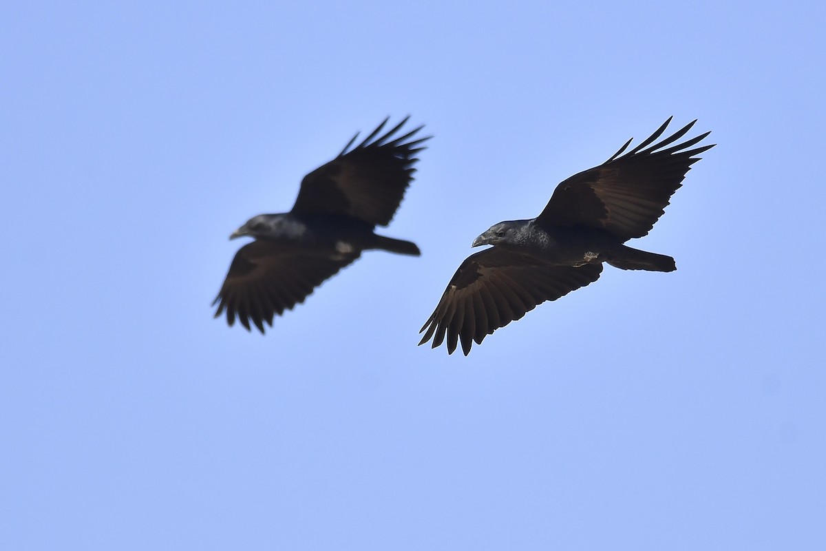 Corbeau à queue courte - ML539332241