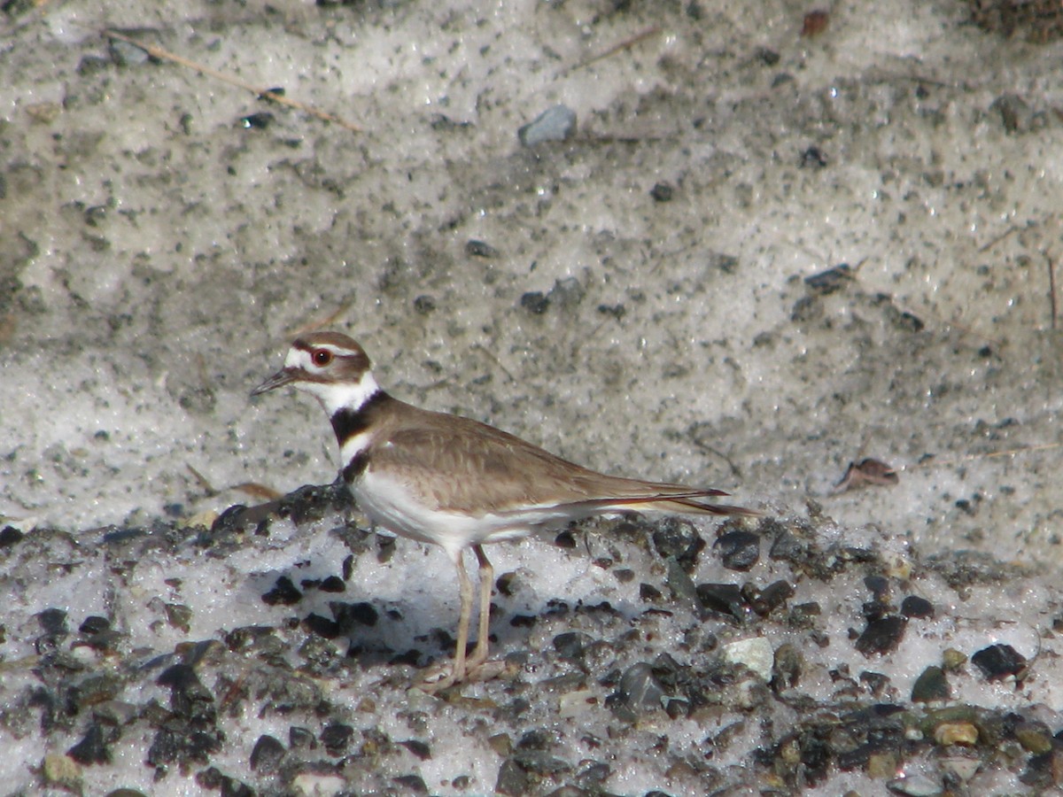 Killdeer - Valérie Comeau