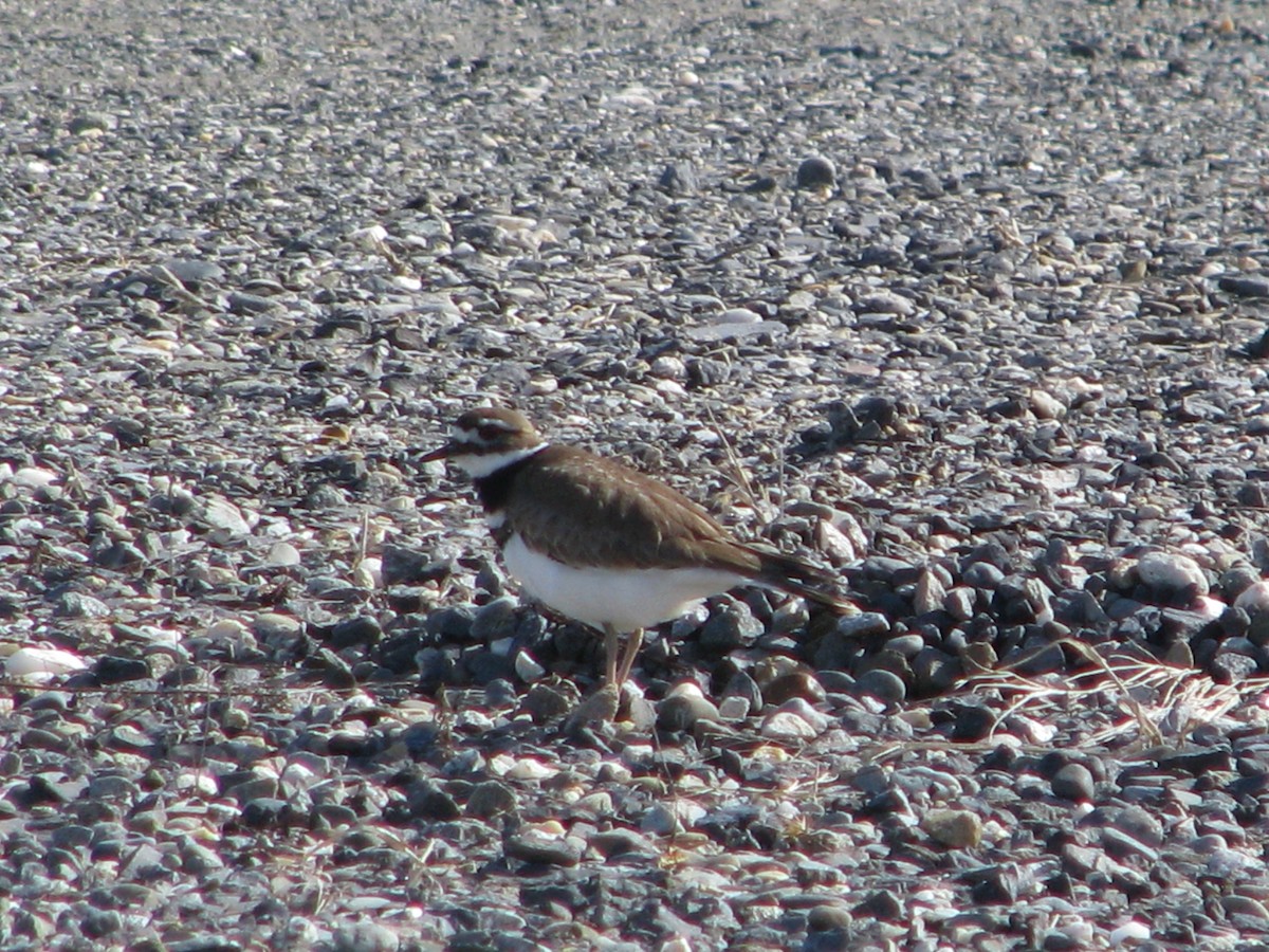 Killdeer - ML53933281