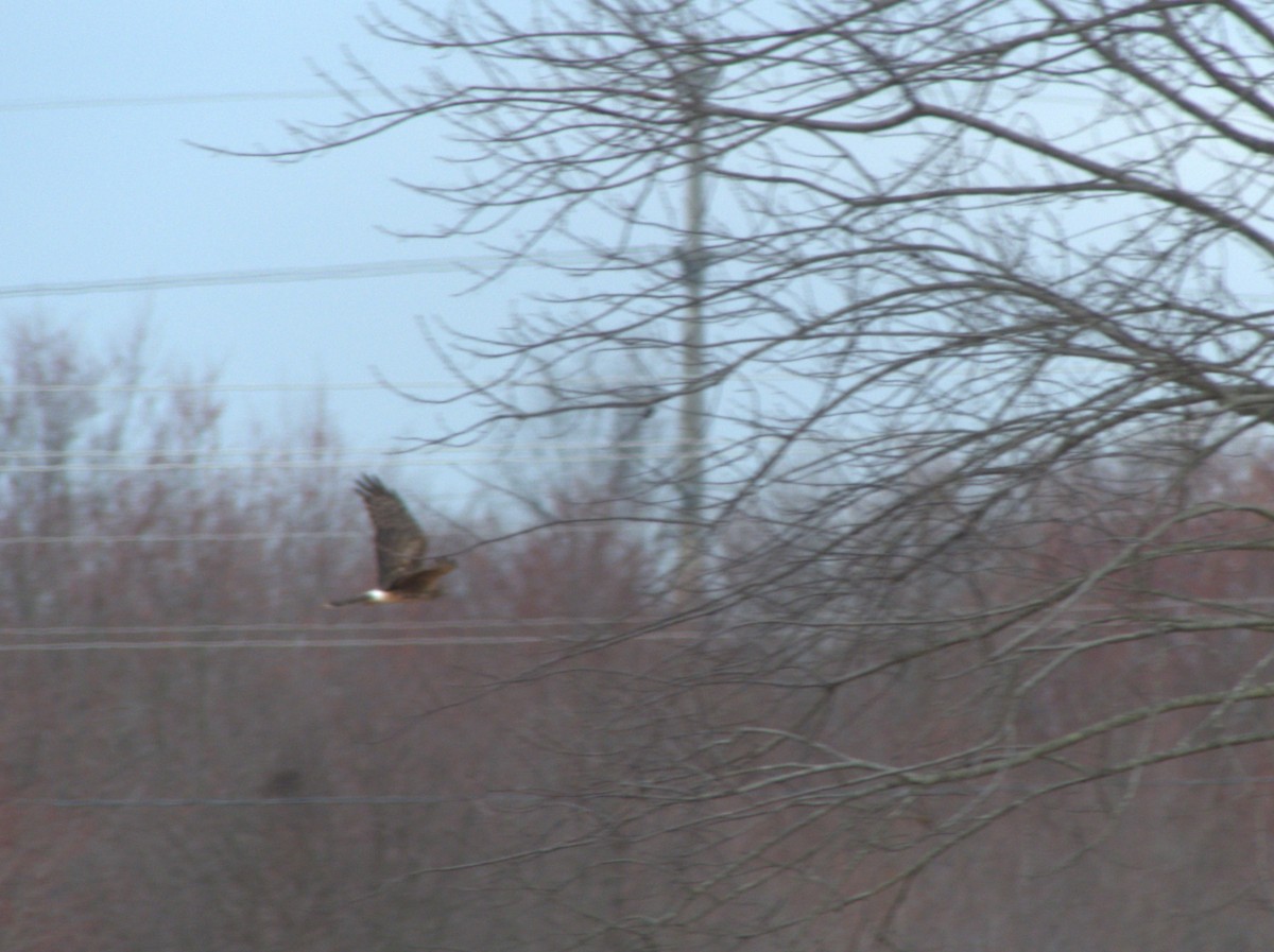 hawk sp. - ML539333451