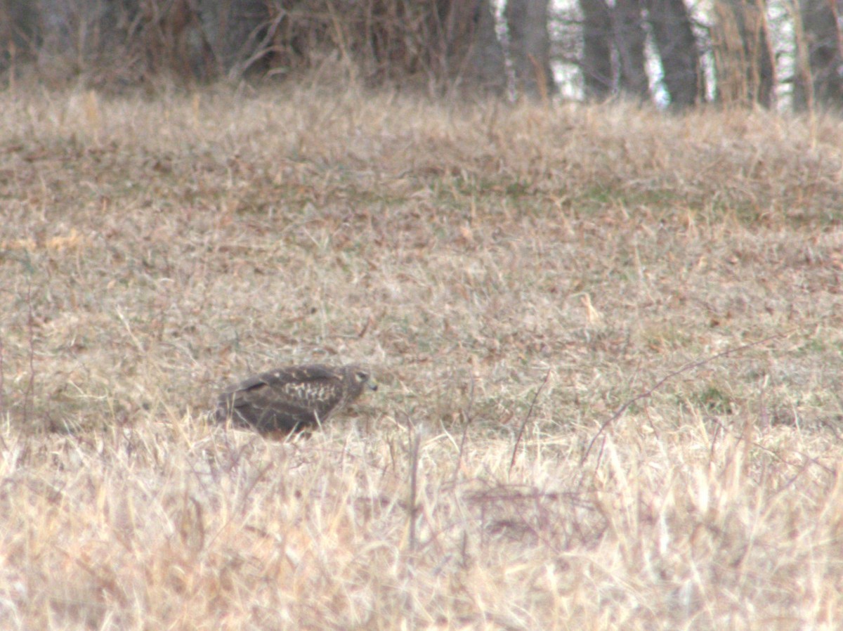 hawk sp. - ML539333521