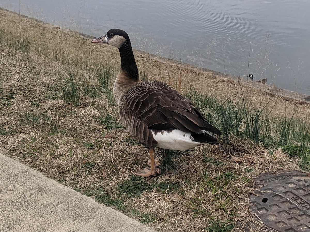 tamgås (domestisert Anser sp.) x kanadagås (hybrid) - ML539333691