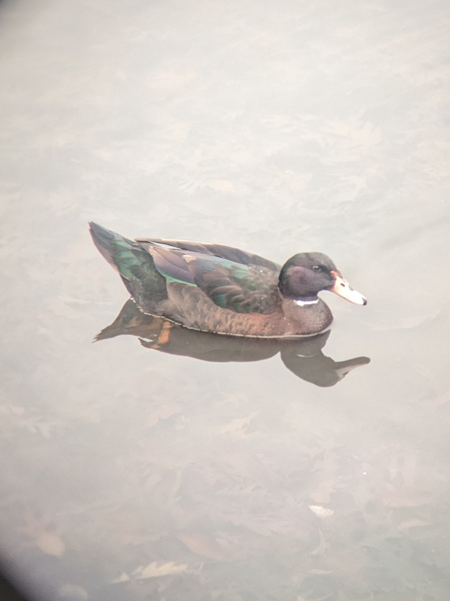 Mallard (Domestic type) - ML539333941