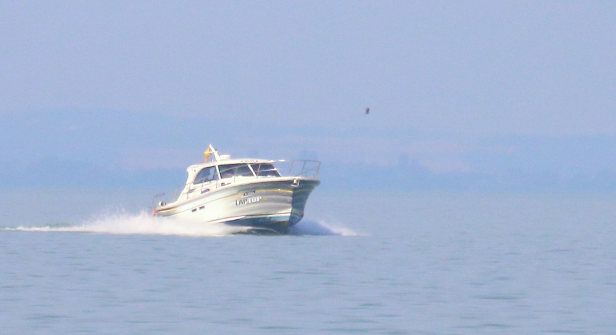 Урт сүүлт хайлгана - ML539334561