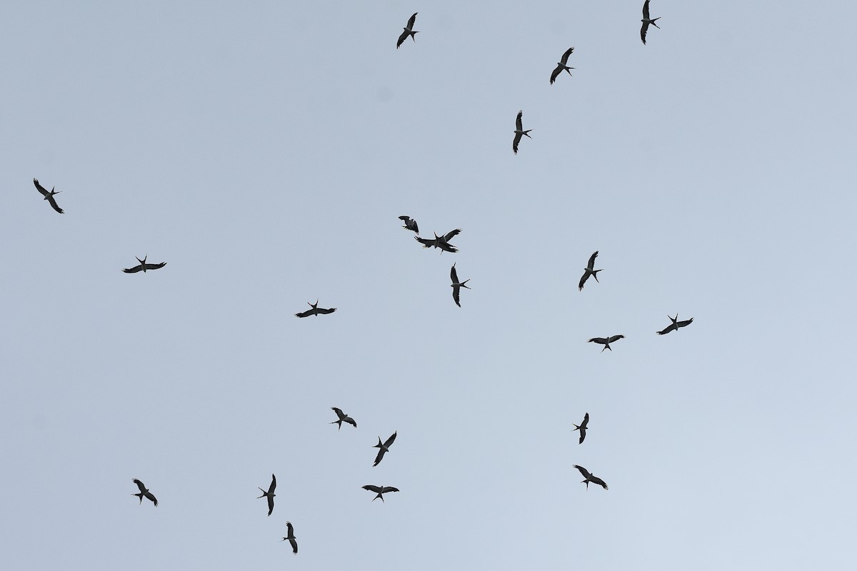 Swallow-tailed Kite - ML539336061