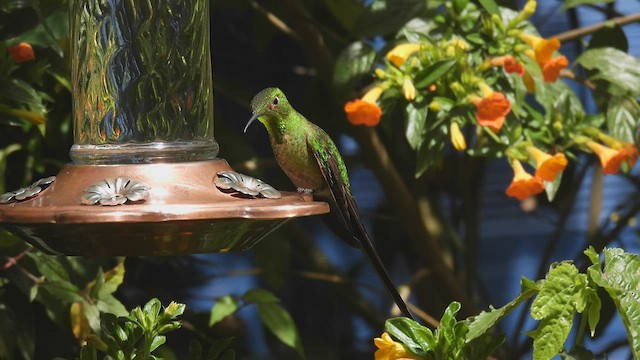 Black-tailed Trainbearer - ML539336081