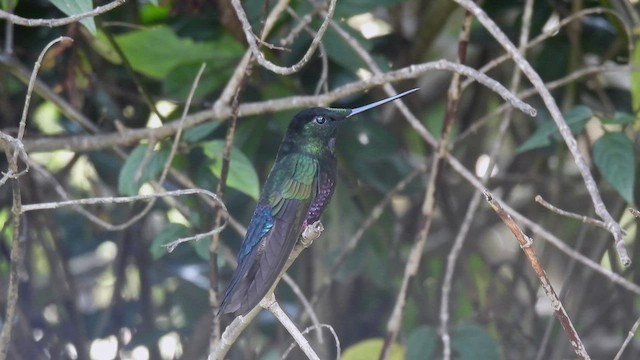 Blue-throated Starfrontlet - ML539336601