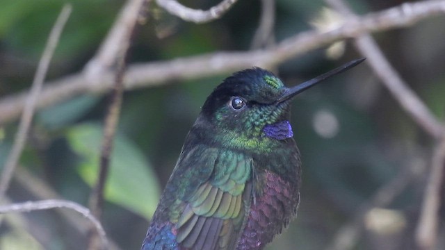 Blue-throated Starfrontlet - ML539337411