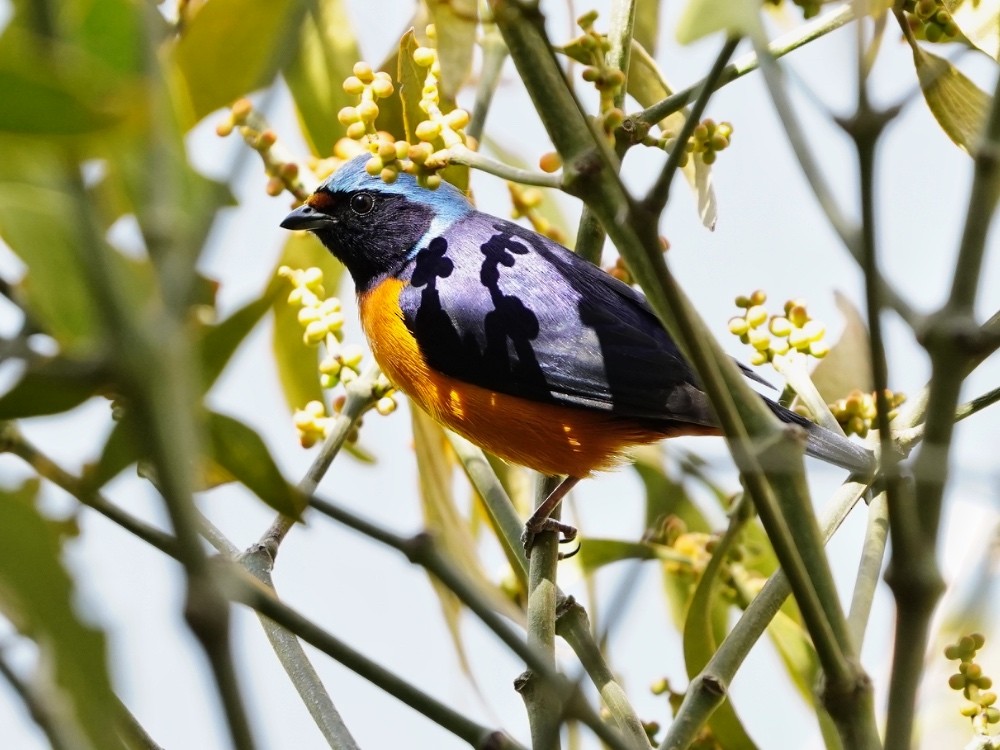 Elegant Euphonia - Carlos Ulate