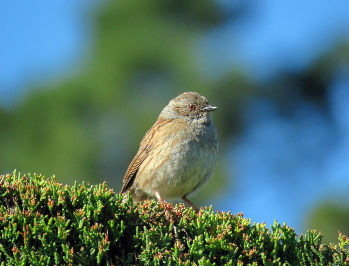 Dunnock - ML539338301