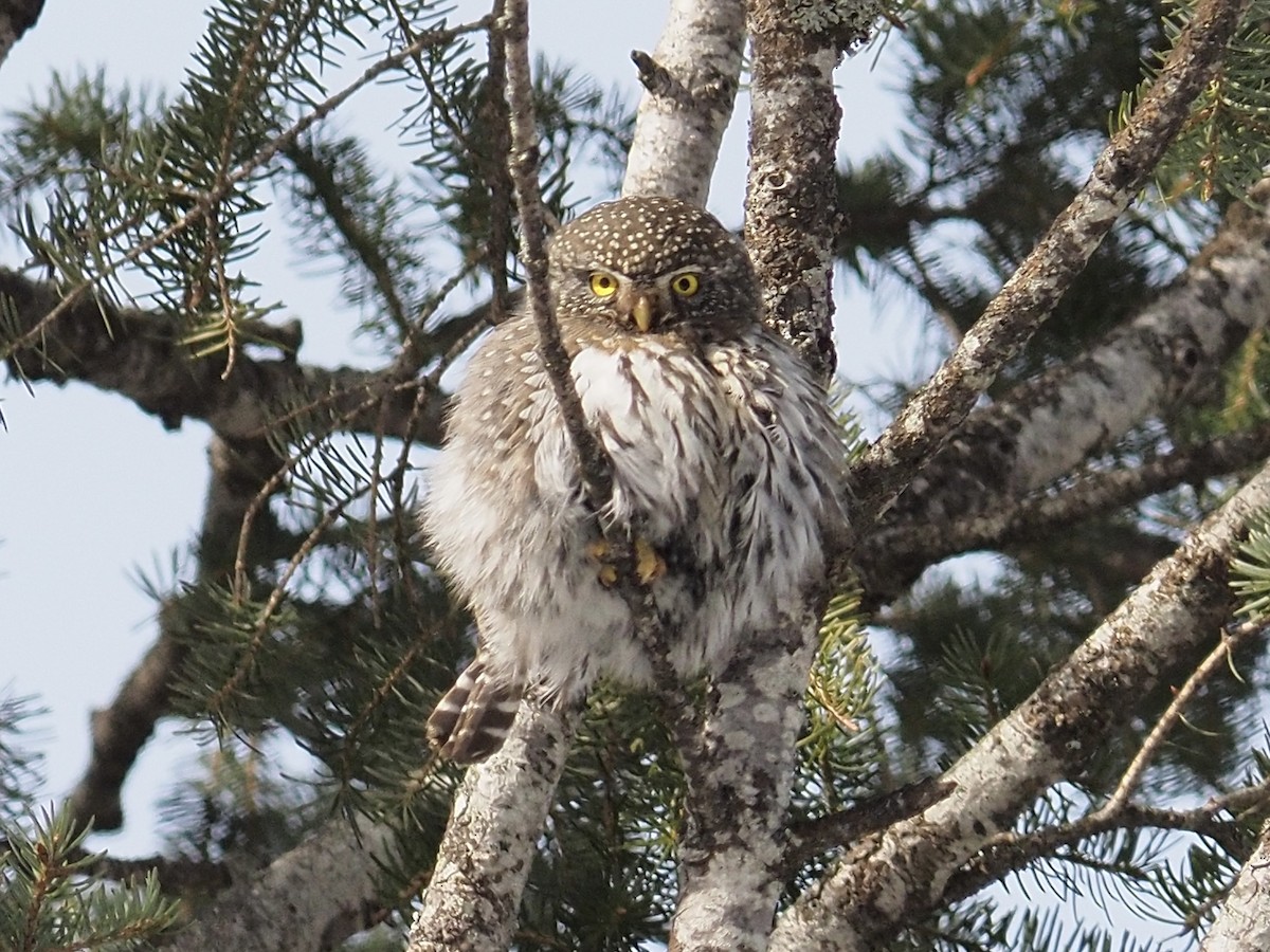 Northern Pygmy-Owl - ML539338491