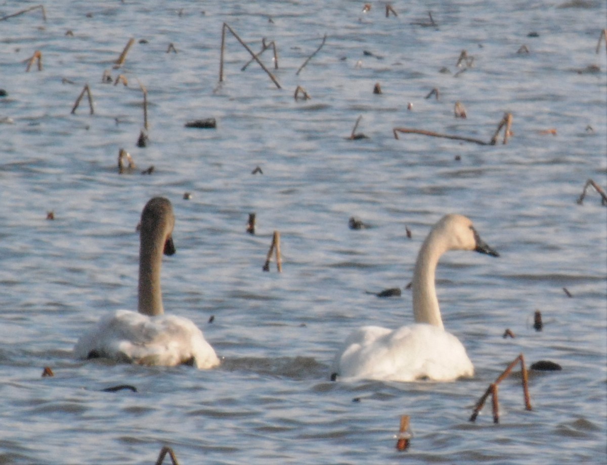 Tundra Swan - ML539338881