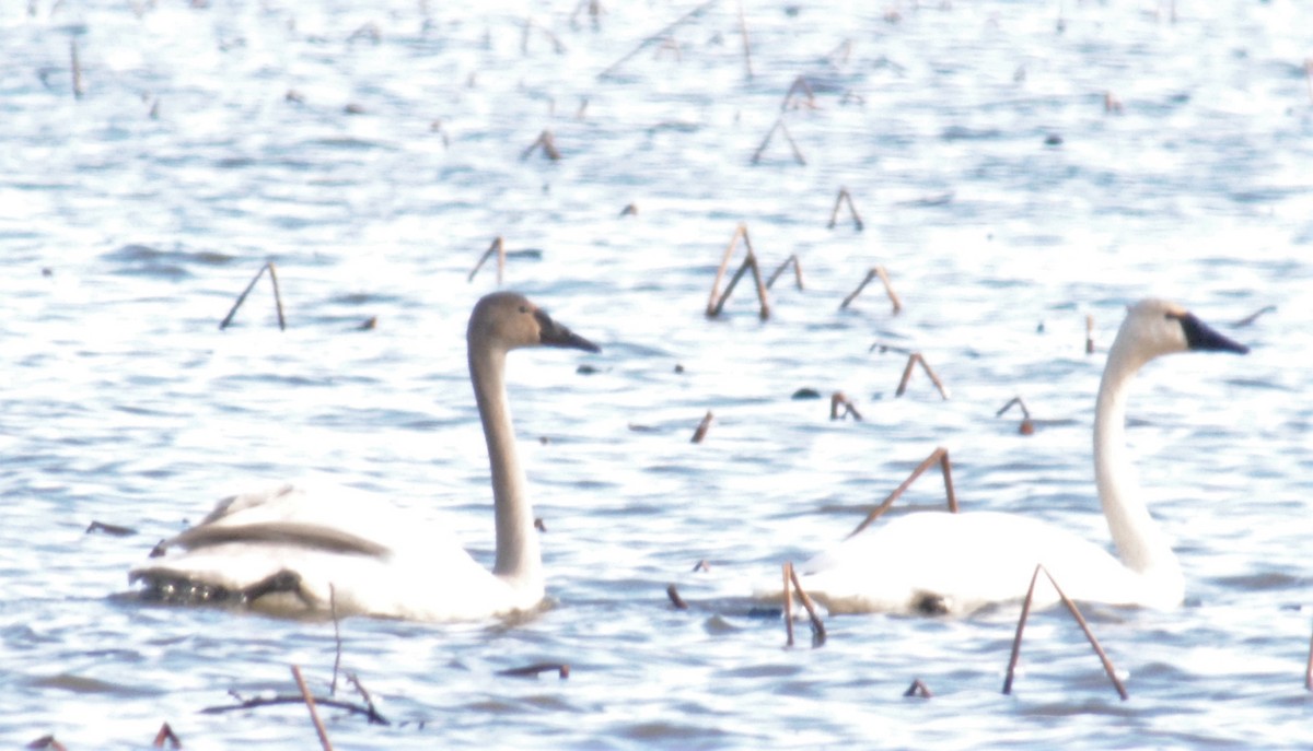 Tundra Swan - ML539338961