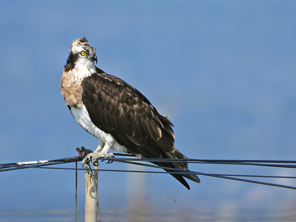 Águila Pescadora - ML539338991