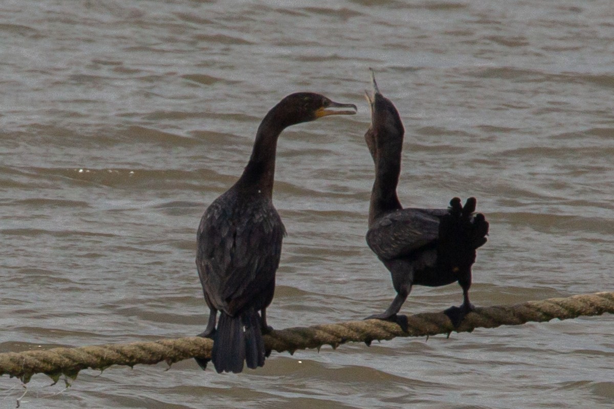 Neotropic Cormorant - ML539339321