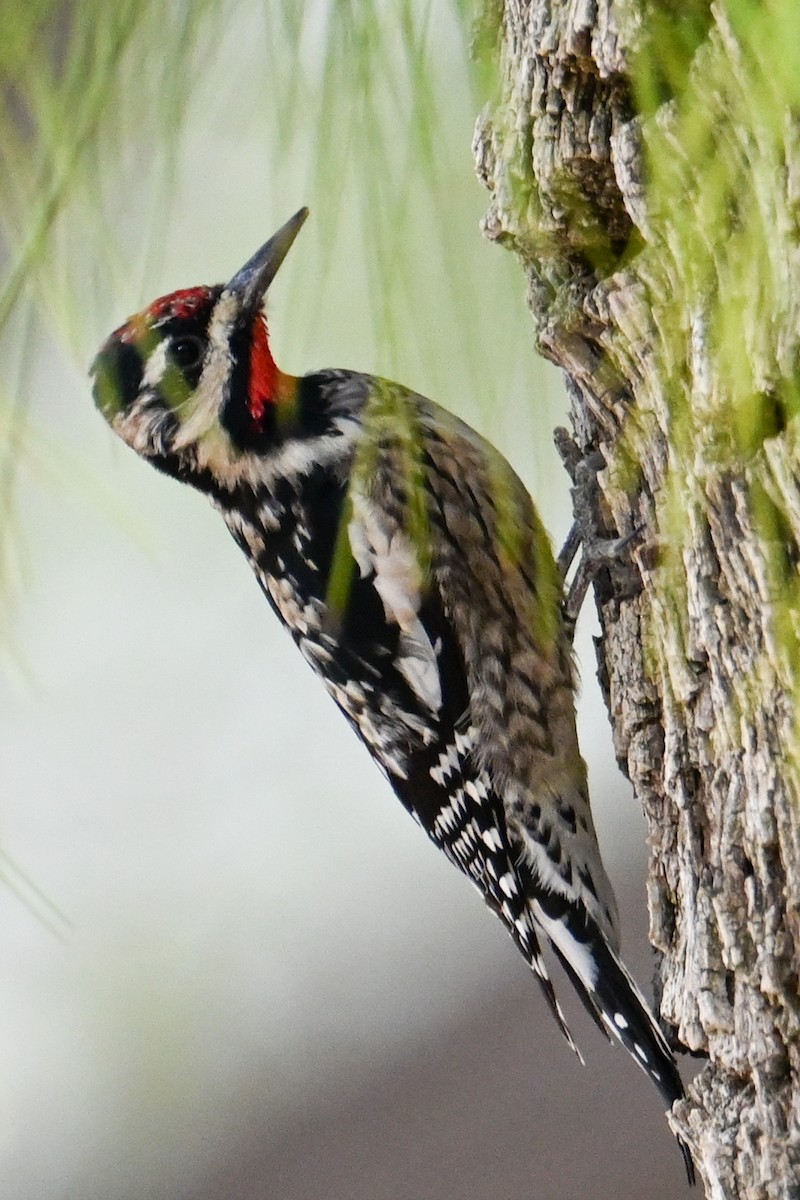 Yellow-bellied Sapsucker - Kenneth Franklin