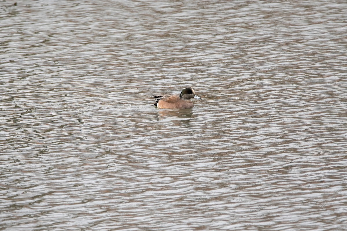 American Wigeon - ML539341171