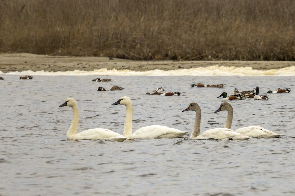 Tundra Swan - ML539341231