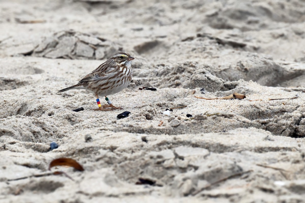 Savannah Sparrow (Ipswich) - Anonymous