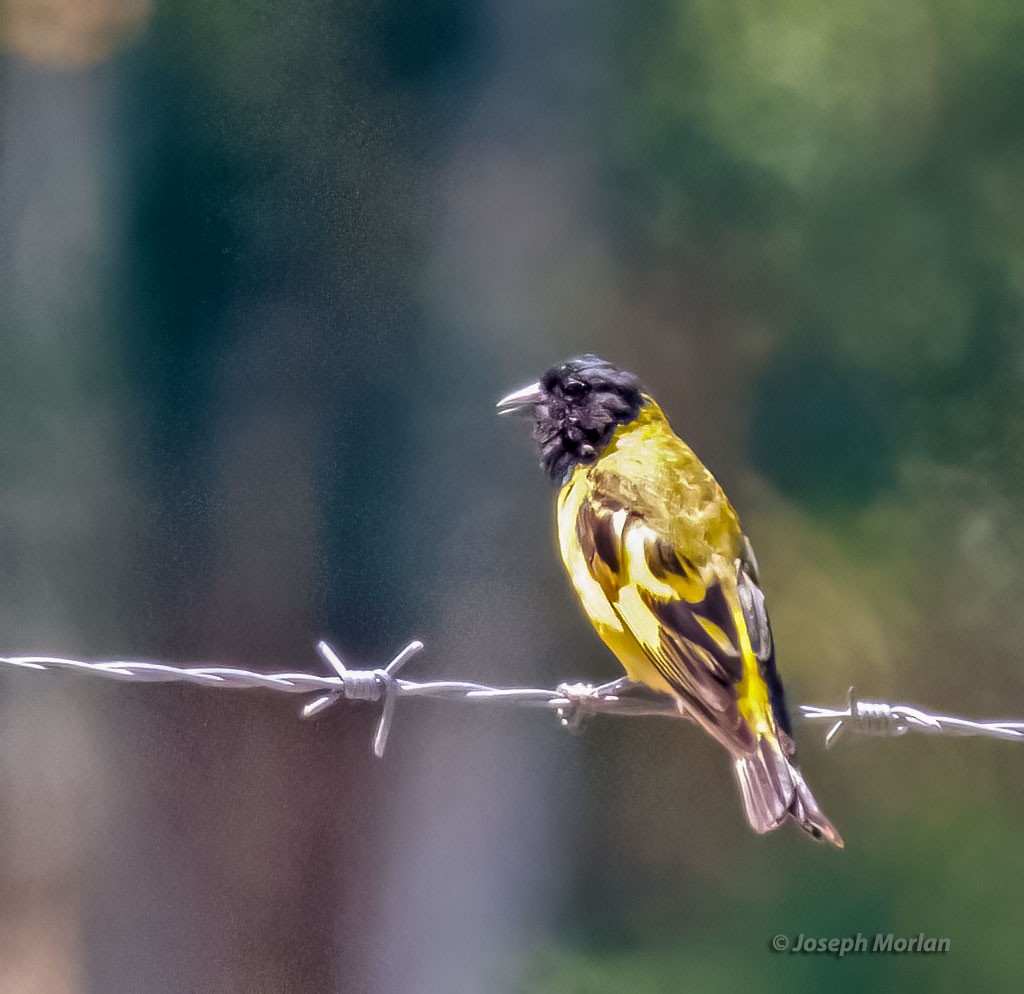 Hooded Siskin - ML539344171