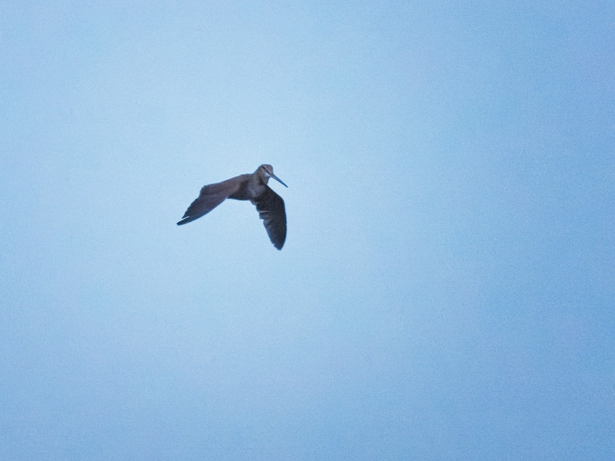 Eurasian Woodcock - ML539344321