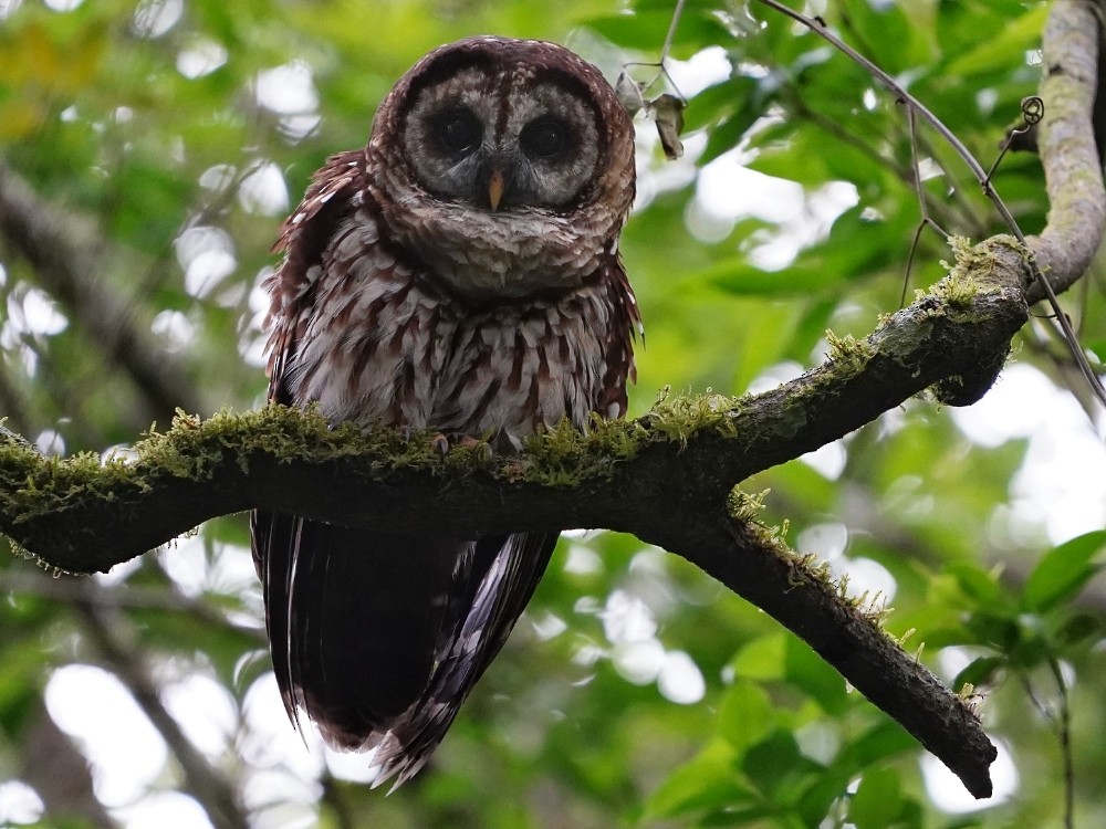 Fulvous Owl - ML539344891