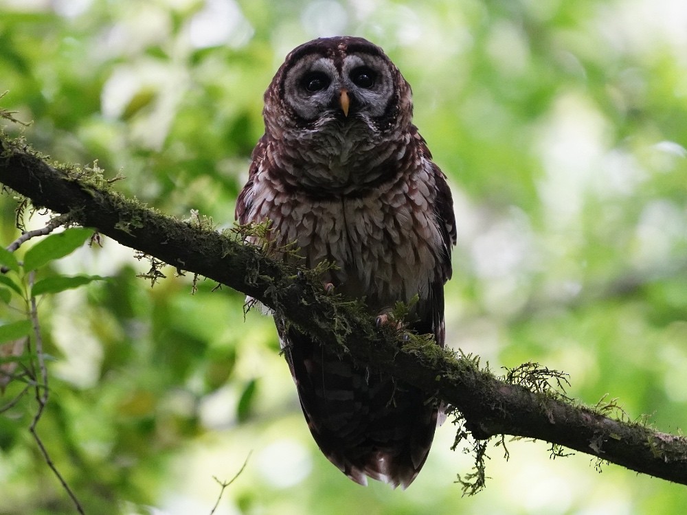 Fulvous Owl - ML539344901