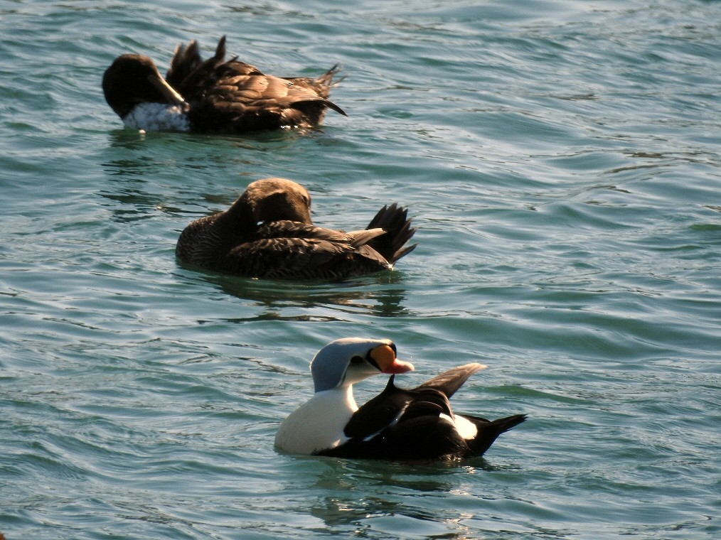 King Eider - ML53934581