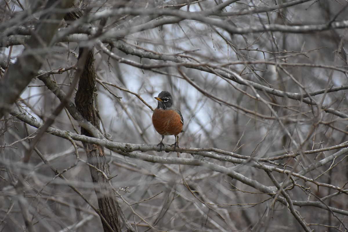 American Robin - ML539345821