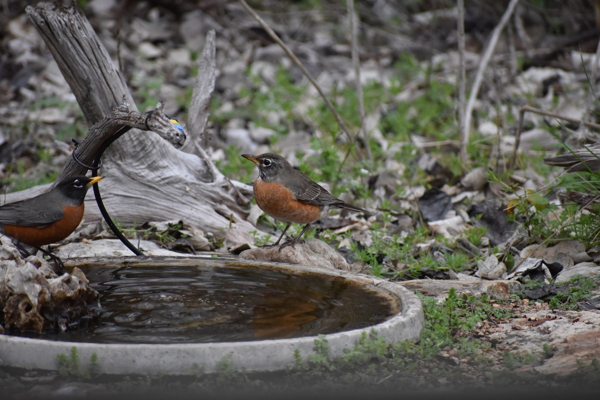 American Robin - ML539345831