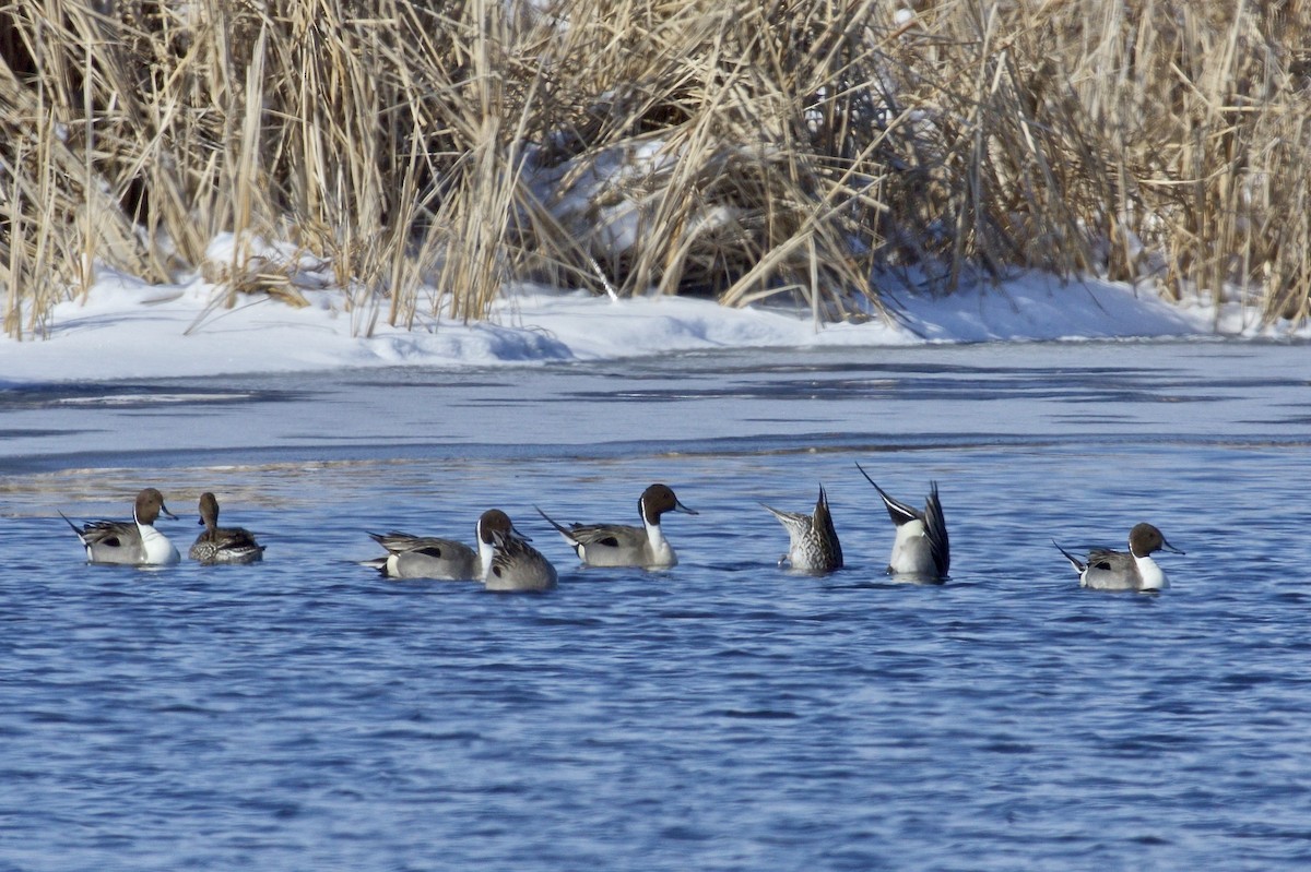 Northern Pintail - ML539349611