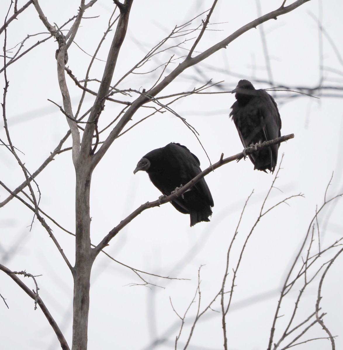 Black Vulture - Amy Henrici