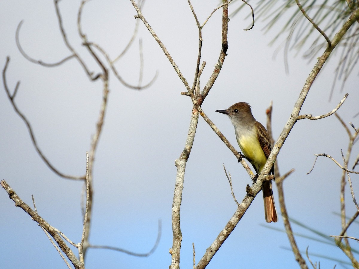 Brown-crested Flycatcher - Luis Gonzalez