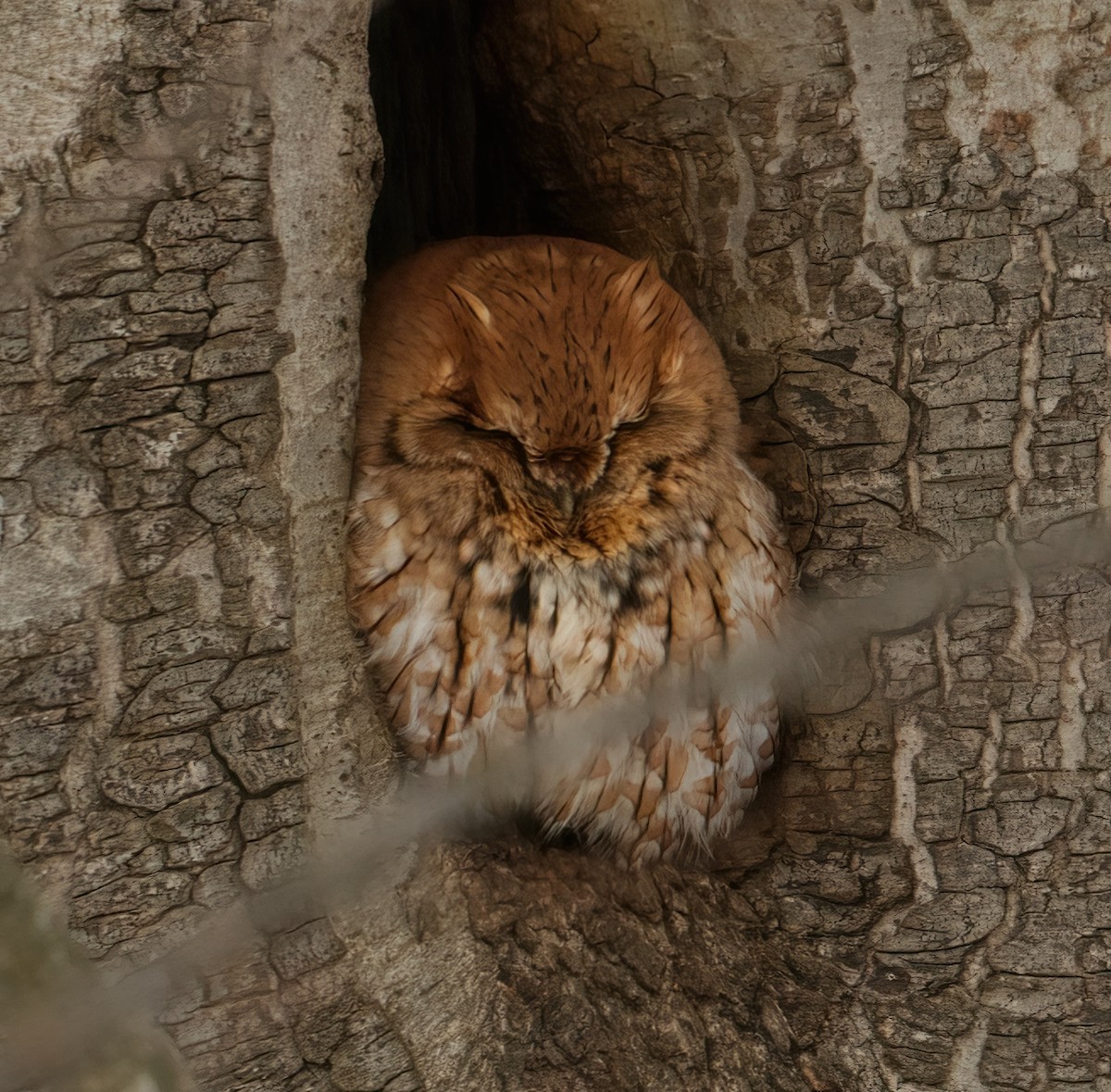 Eastern Screech-Owl - Brian Zylich