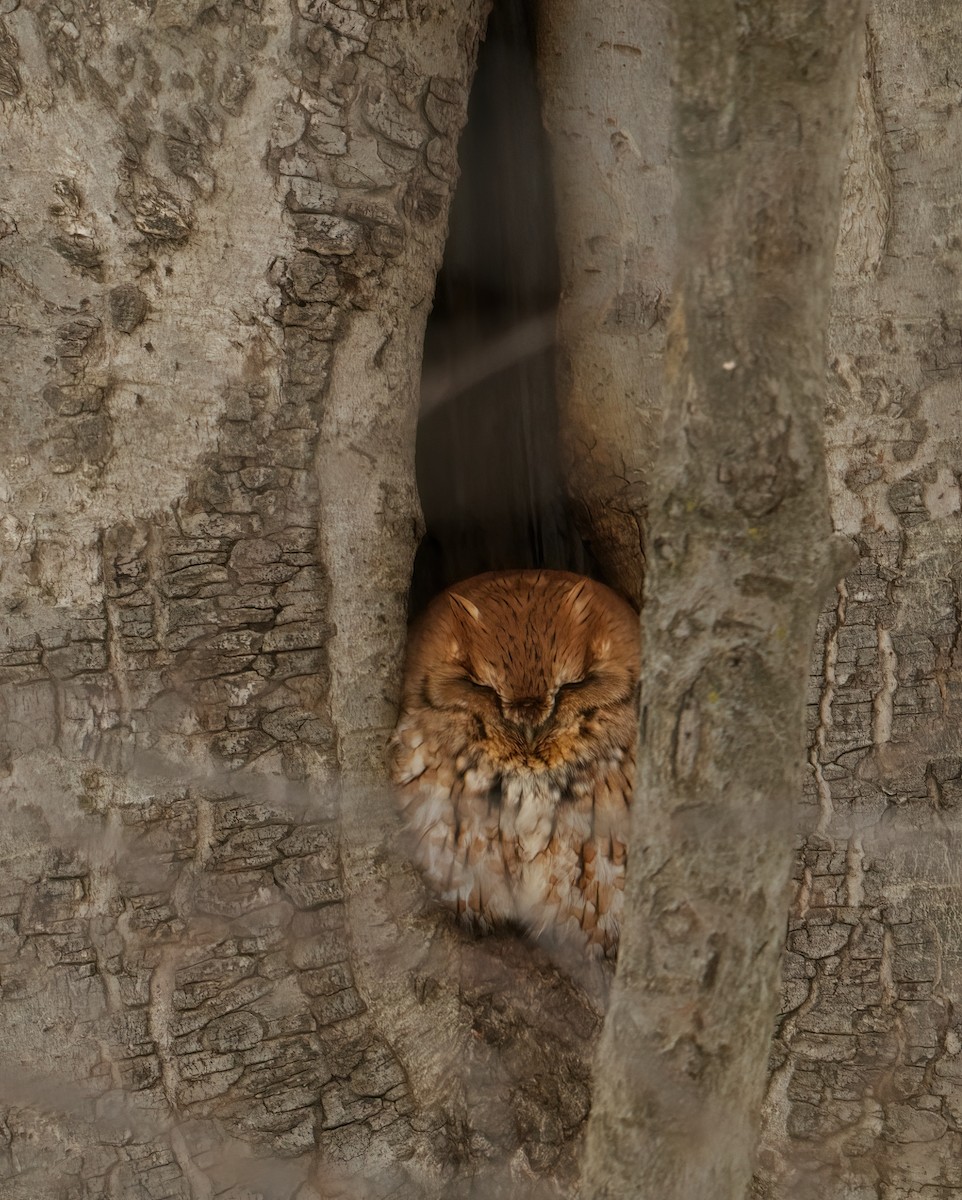 Eastern Screech-Owl - Brian Zylich