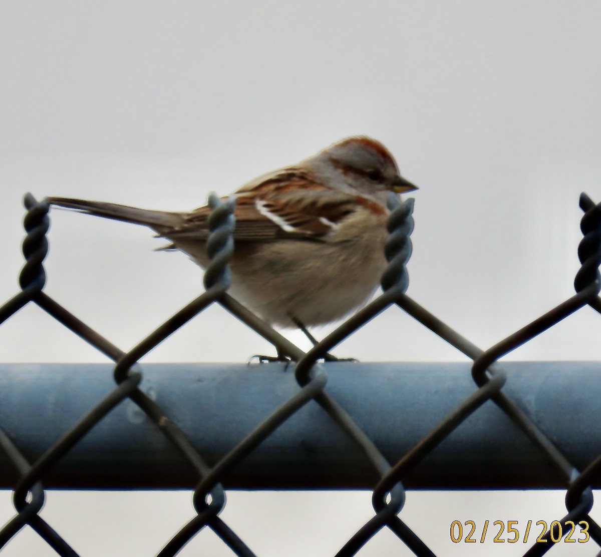 American Tree Sparrow - ML539353441