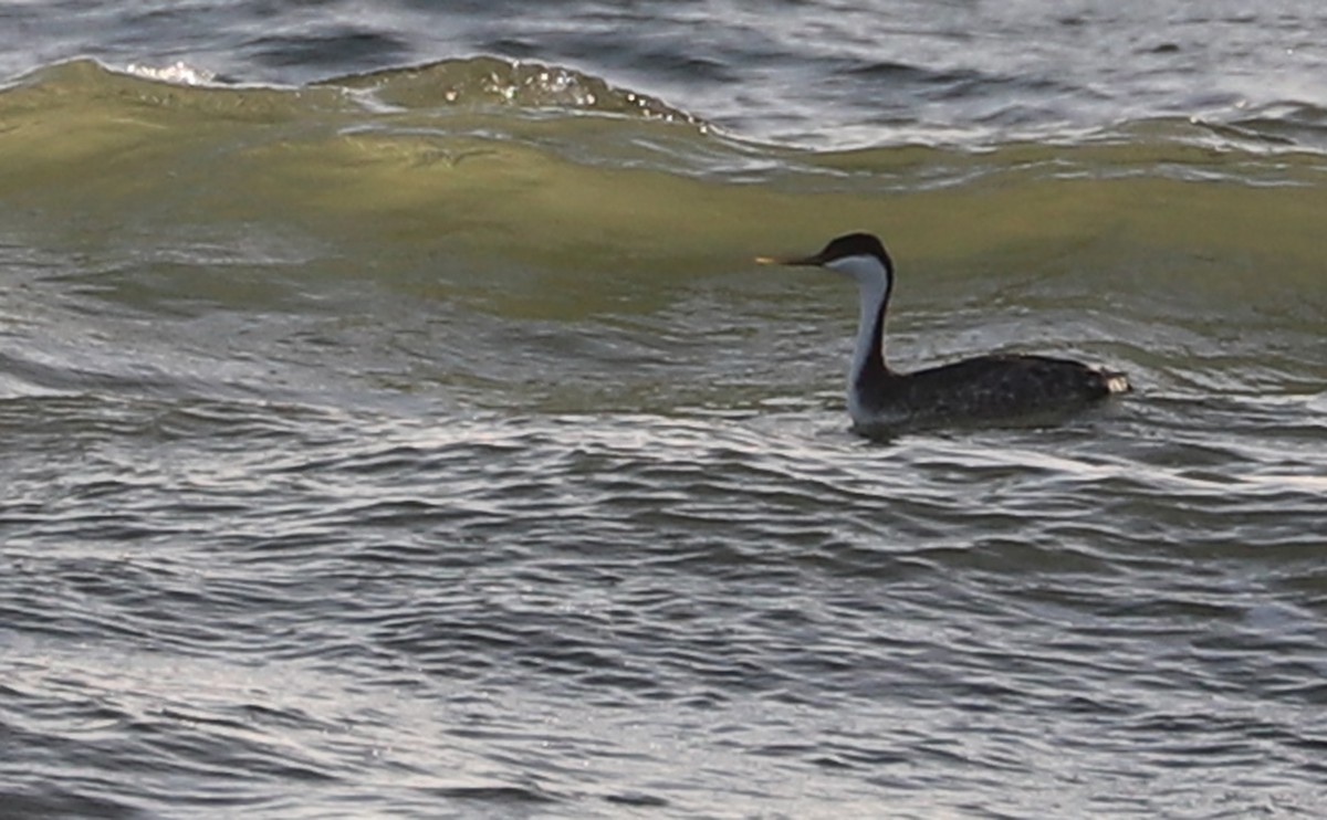 Western Grebe - ML539353791