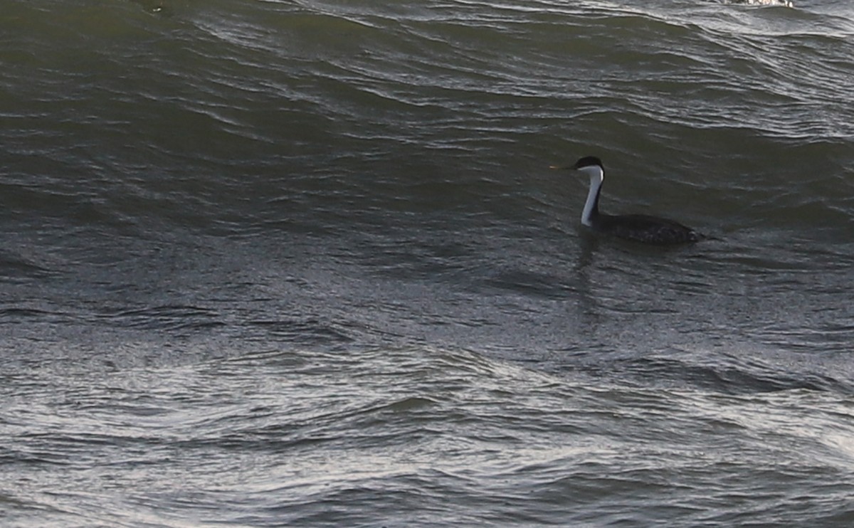 Western Grebe - ML539353801