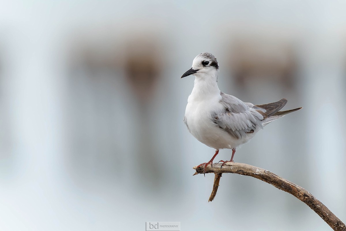 White-winged Tern - Benny Diaz