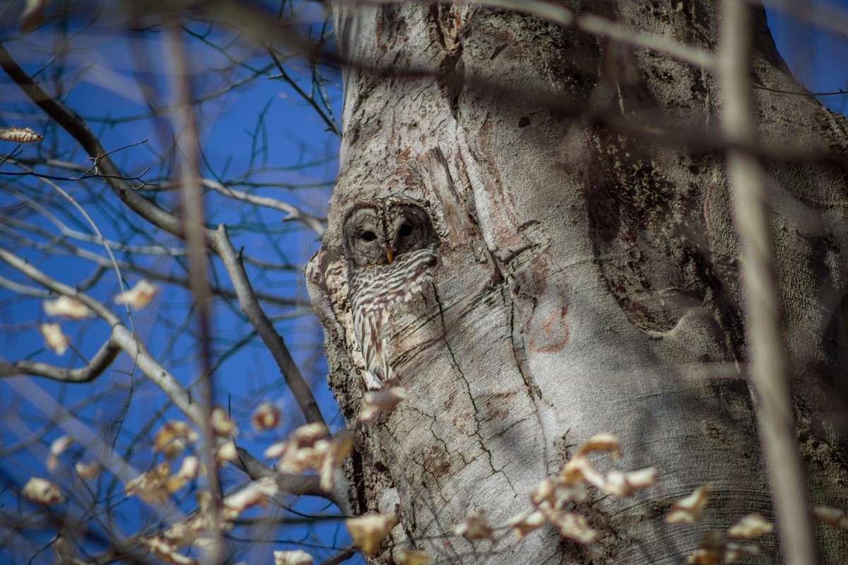 Barred Owl - Brady Higginbotham
