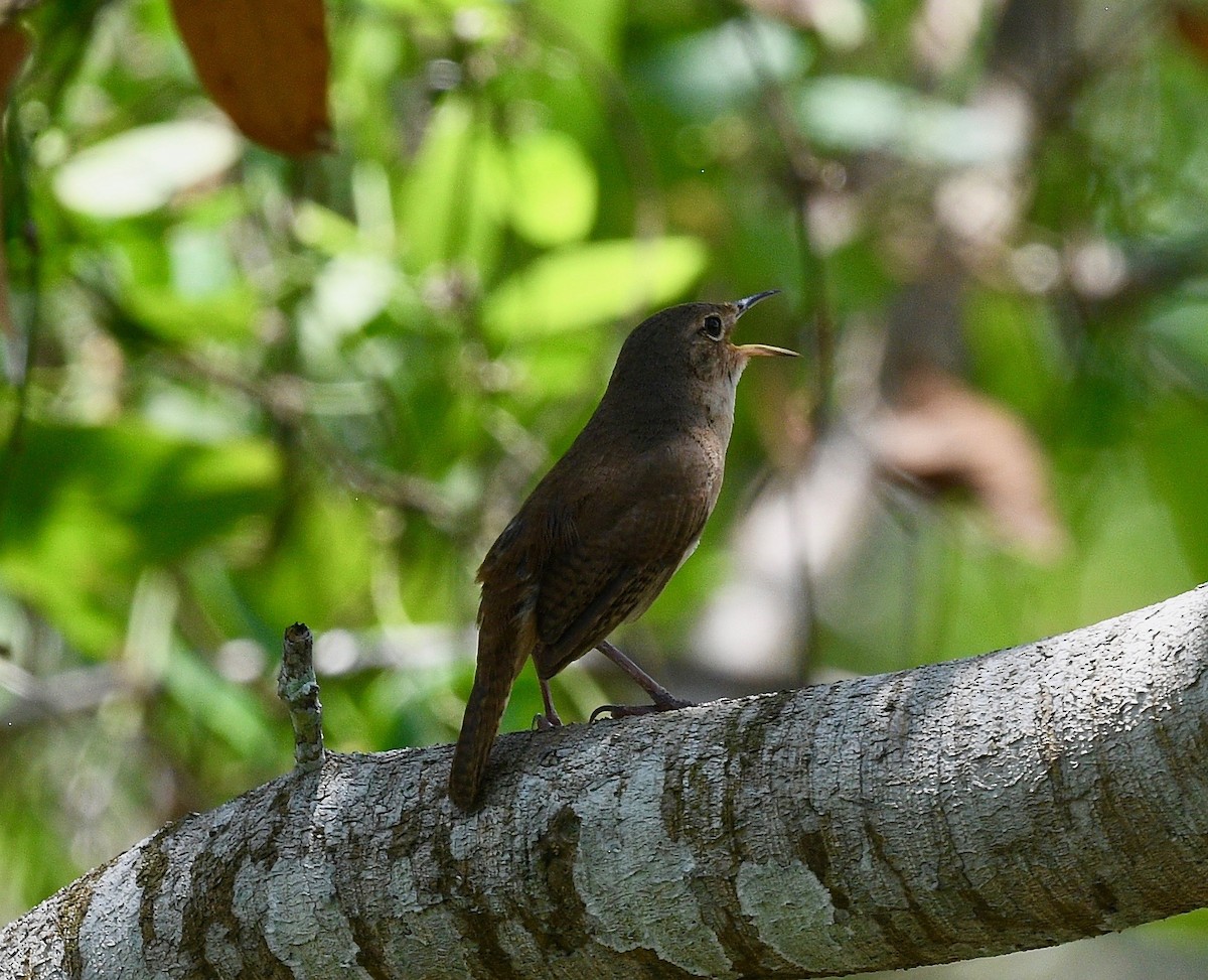 House Wren - Win Ahrens