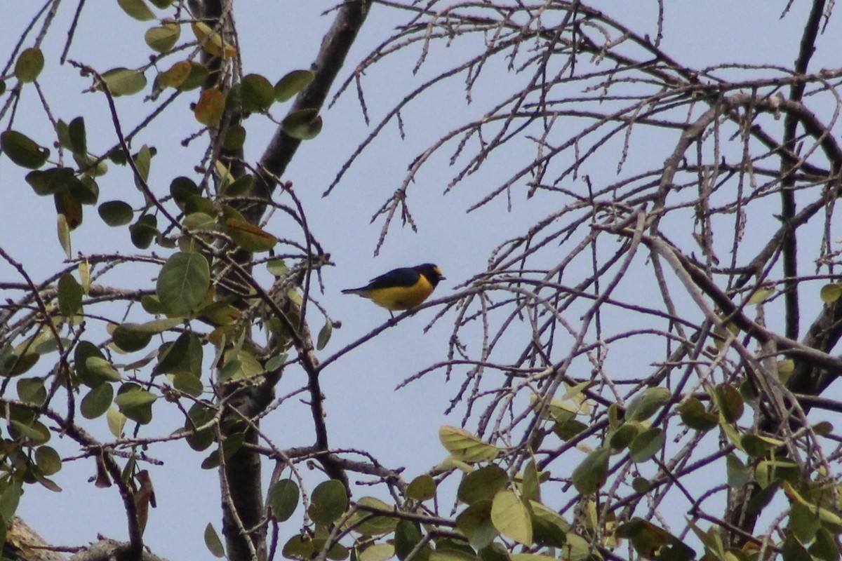 West Mexican Euphonia - Jake Thompson