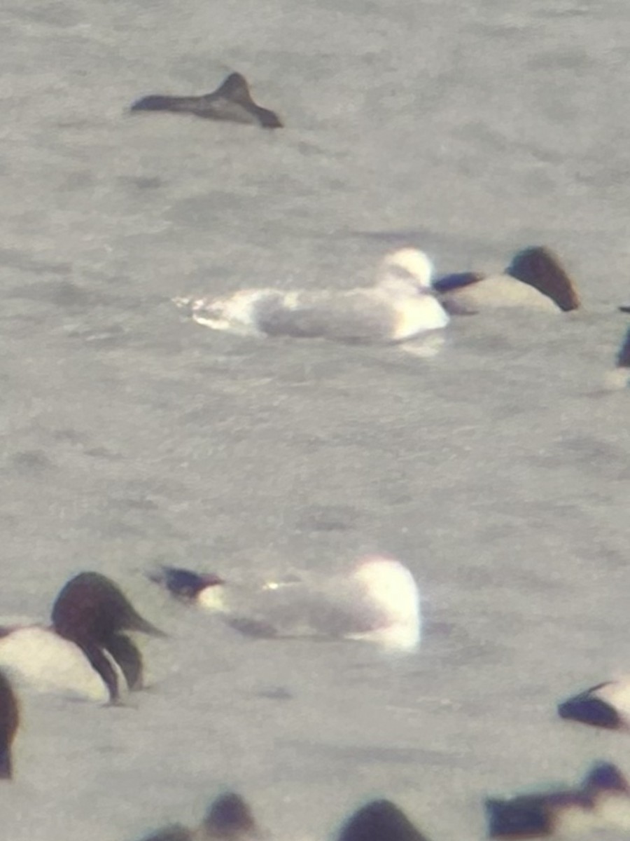 Iceland Gull - ML539360781