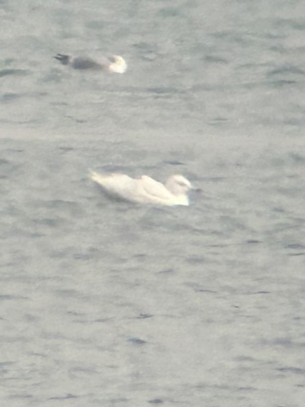 Glaucous Gull - Robert Irwin