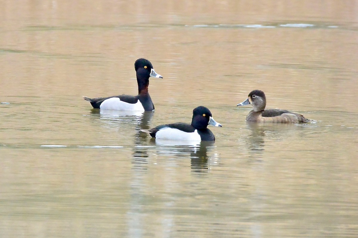 Ring-necked Duck - ML539361381