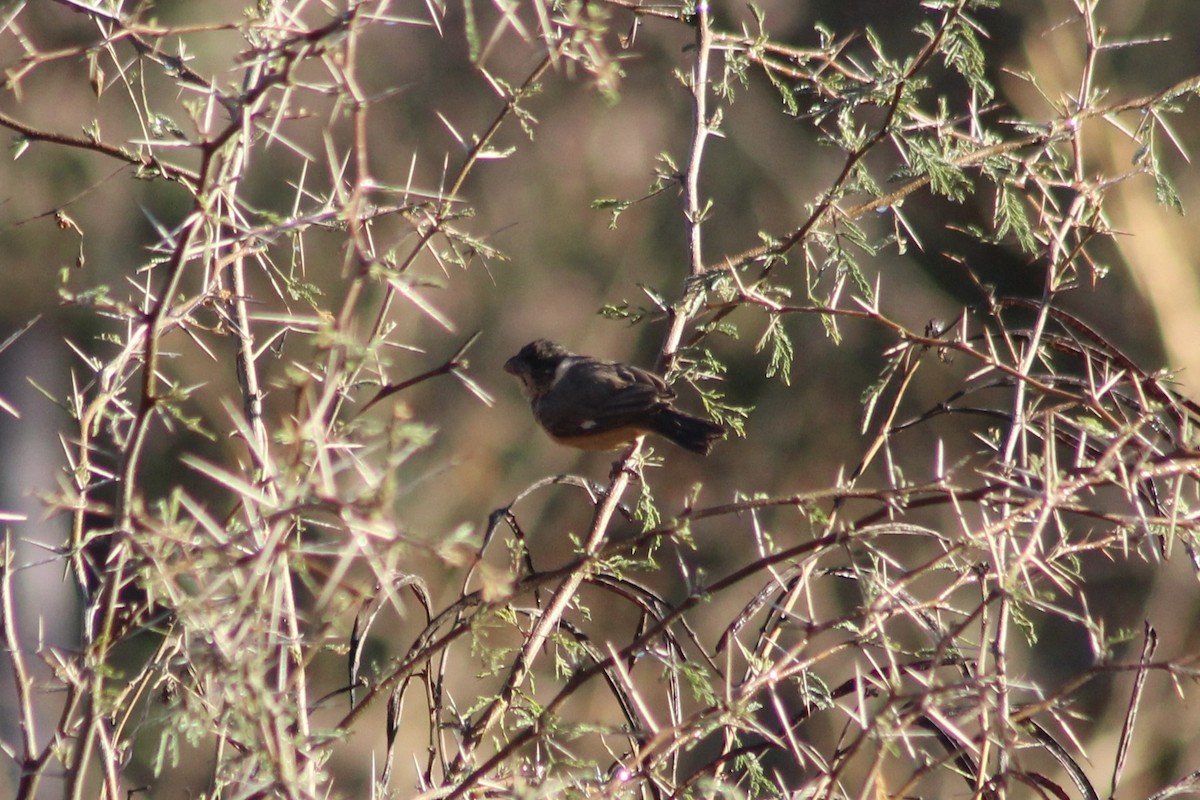 Cinnamon-rumped Seedeater - ML539364011