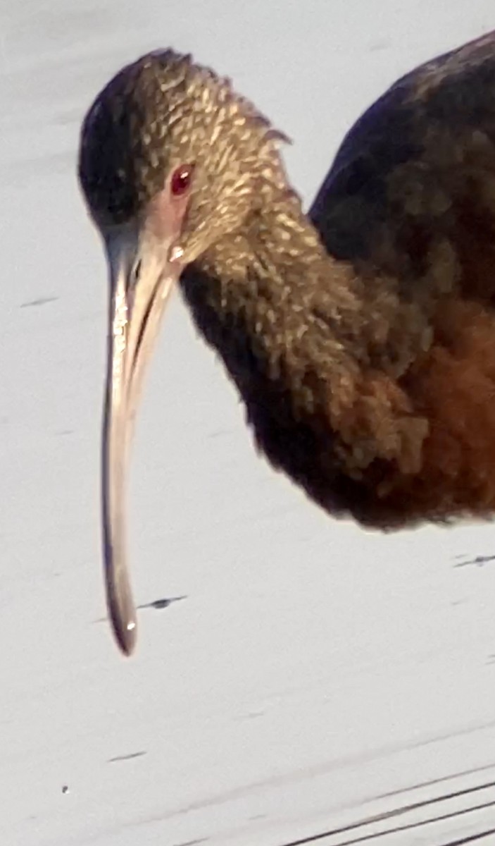 White-faced Ibis - ML539364691