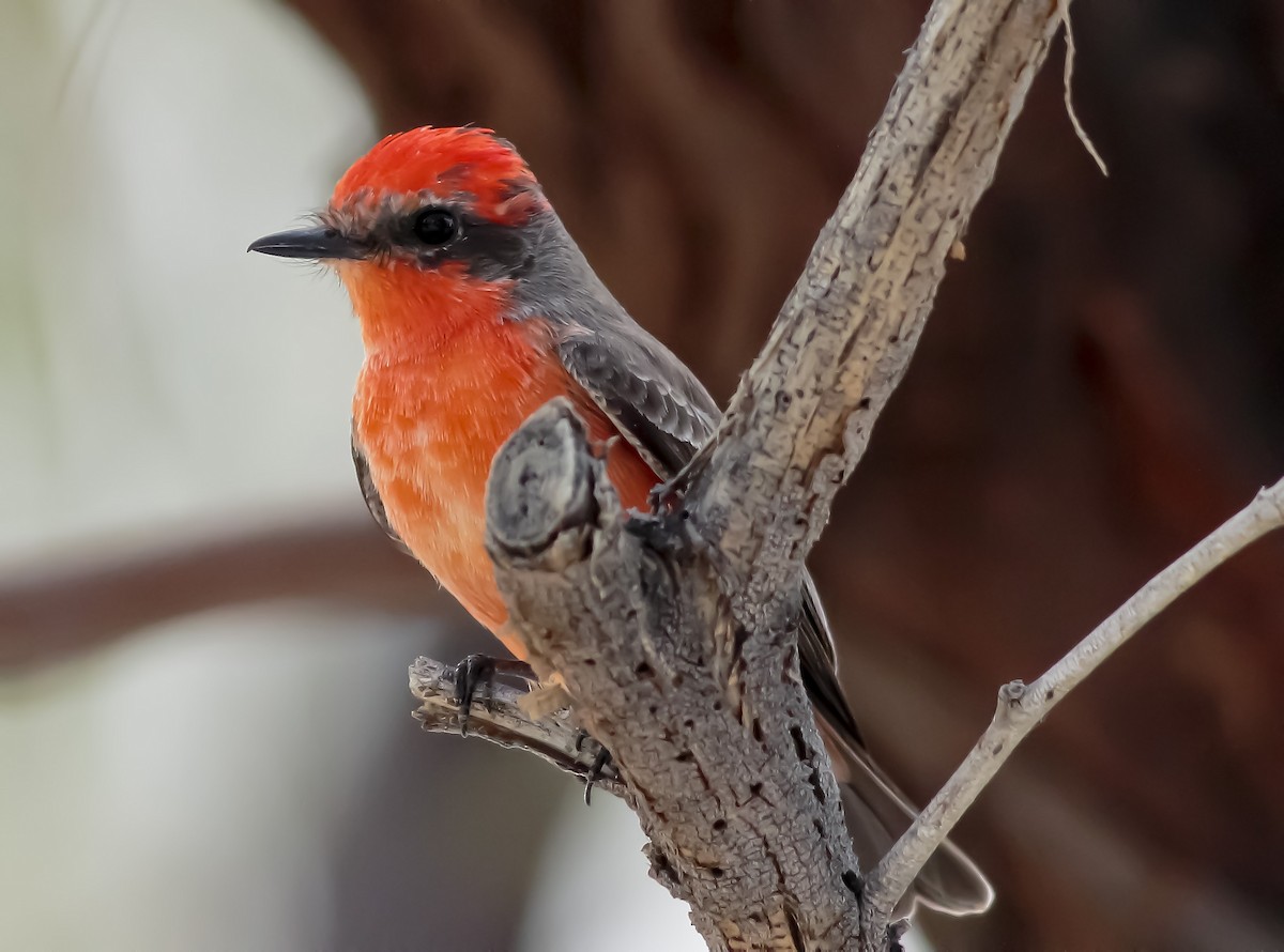 Vermilion Flycatcher - ML539365551