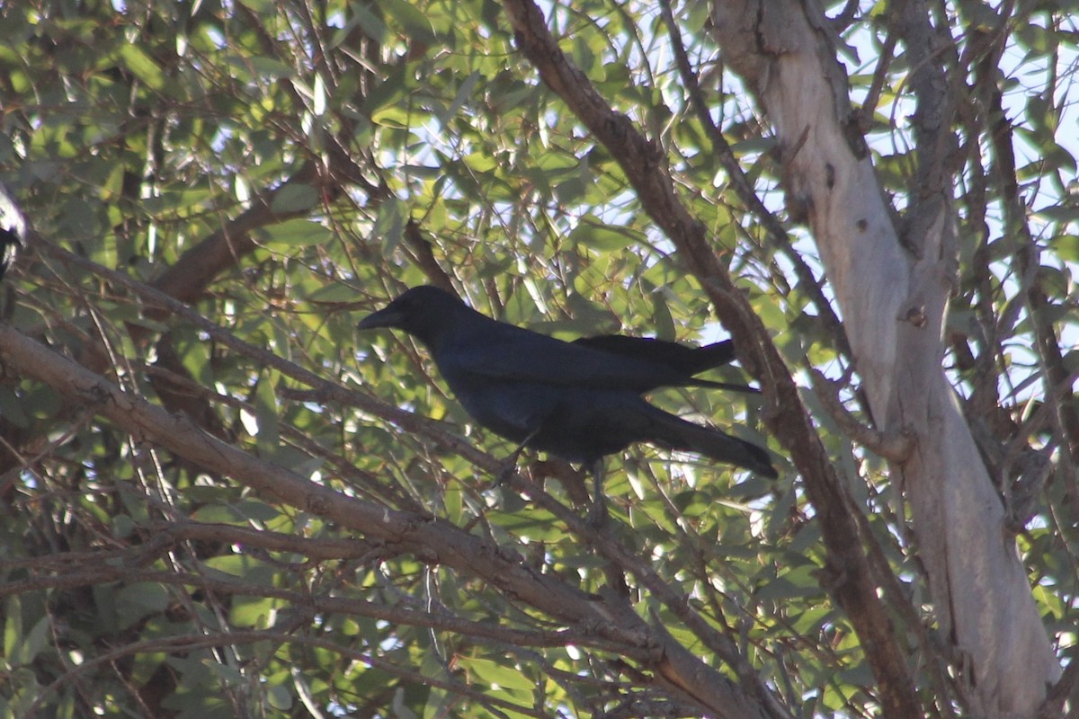 Sinaloa Crow - Jake Thompson