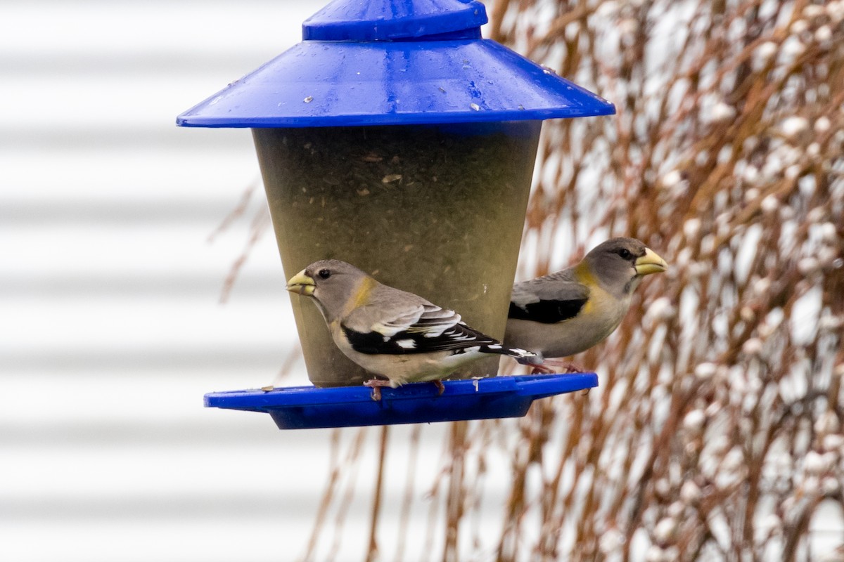 Evening Grosbeak - ML539367281